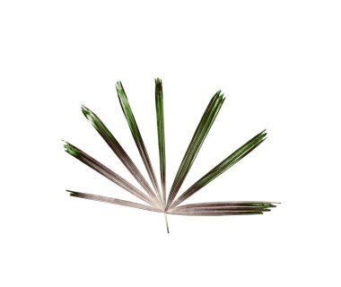 Palmiye ağacının yeşil yaprağı