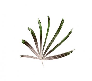 Palmiye ağacının yeşil yaprağı