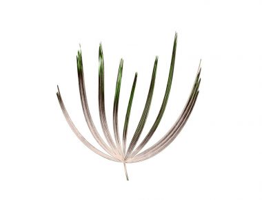 Palmiye ağacının yeşil yaprağı