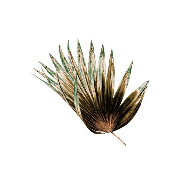 Beyaz arkaplanda izole edilmiş yeşil palmiye yaprakları