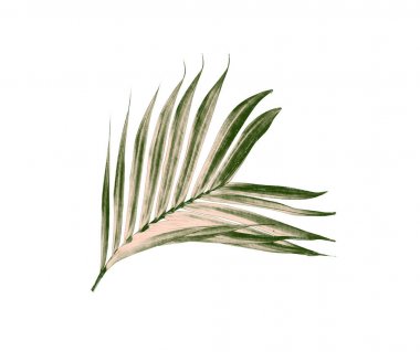 Beyaz arkaplanda izole edilmiş yeşil palmiye yaprakları