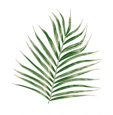 Beyaz arkaplanda izole edilmiş yeşil palmiye yaprakları