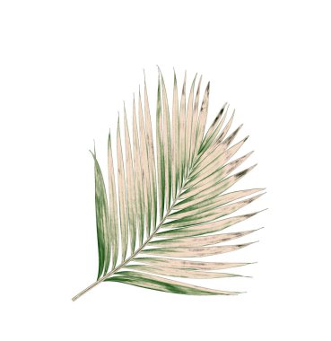 Beyaz arkaplanda izole edilmiş yeşil palmiye yaprakları