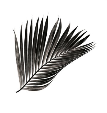 Beyaz arka plan üzerinde izole palmiye ağacının yaprak