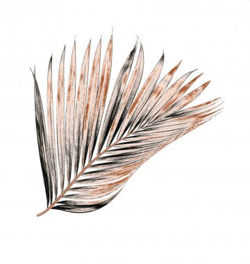 Beyaz arka plan üzerinde izole palmiye ağacının yaprak