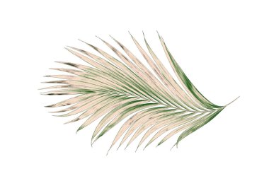 Beyaz arkaplanda izole edilmiş yeşil palmiye yaprakları