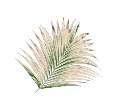 Beyaz arkaplanda izole edilmiş yeşil palmiye yaprakları