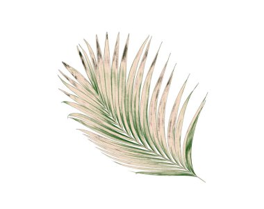 Beyaz arkaplanda izole edilmiş yeşil palmiye yaprakları