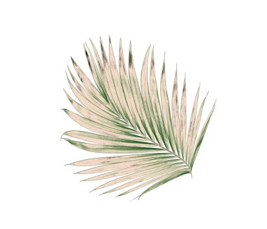 Beyaz arkaplanda izole edilmiş yeşil palmiye yaprakları