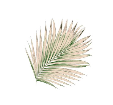 Beyaz arkaplanda izole edilmiş yeşil palmiye yaprakları