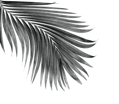 Beyaz arka plan üzerinde izole palmiye ağacının yaprak