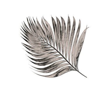 Beyaz arka plan üzerinde izole palmiye ağacının yaprak