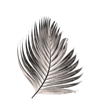 Beyaz arka plan üzerinde izole palmiye ağacının yaprak