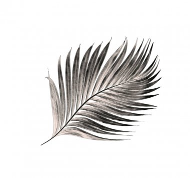 Beyaz arka plan üzerinde izole palmiye ağacının yaprak