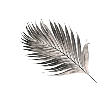 Beyaz arka plan üzerinde izole palmiye ağacının yaprak