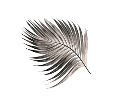 Beyaz arka plan üzerinde izole palmiye ağacının yaprak