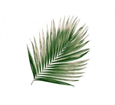 Beyaz arkaplanda izole edilmiş yeşil palmiye yaprakları
