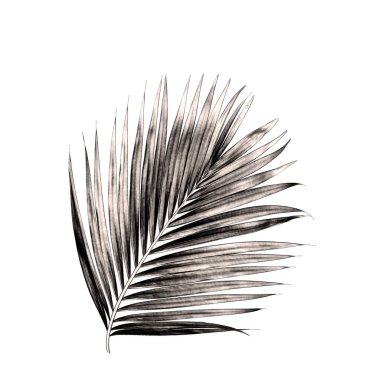 Beyaz arka plan üzerinde izole palmiye ağacının yaprak