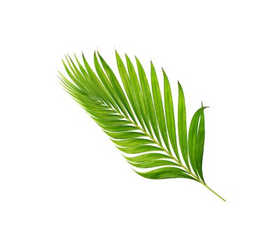 Beyaz arkaplanda izole edilmiş yeşil palmiye yaprakları