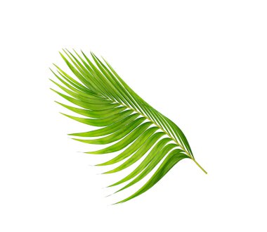 Beyaz arkaplanda izole edilmiş yeşil palmiye yaprakları