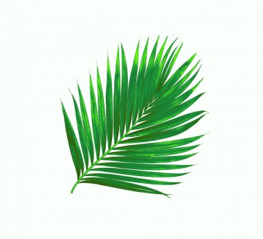 Beyaz arkaplanda izole edilmiş yeşil palmiye yaprakları