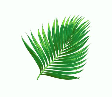 Beyaz arkaplanda izole edilmiş yeşil palmiye yaprakları