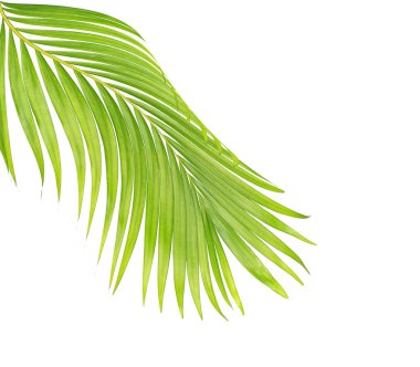 Beyaz arkaplanda izole edilmiş yeşil palmiye yaprakları