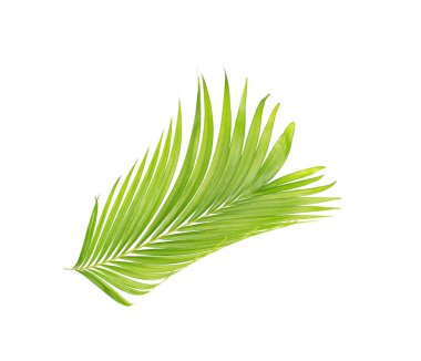 Beyaz arkaplanda izole edilmiş yeşil palmiye yaprakları