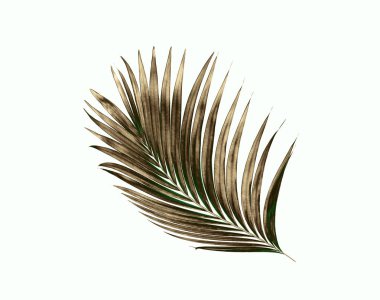 Beyaz arkaplanda izole edilmiş yeşil palmiye yaprakları