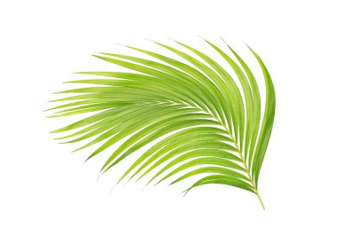 Beyaz arkaplanda izole edilmiş yeşil palmiye yaprakları