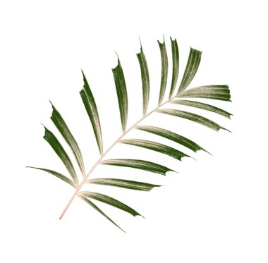 Beyaz arkaplanda izole edilmiş yeşil palmiye yaprakları