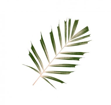 Beyaz arkaplanda izole edilmiş yeşil palmiye yaprakları