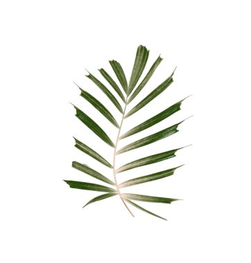 Beyaz arkaplanda izole edilmiş yeşil palmiye yaprakları