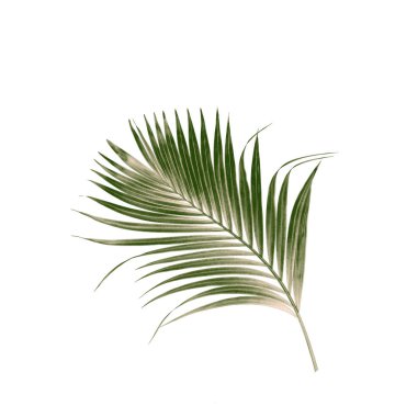 Beyaz arkaplanda izole edilmiş yeşil palmiye yaprakları