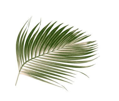 Beyaz arkaplanda izole edilmiş yeşil palmiye yaprakları