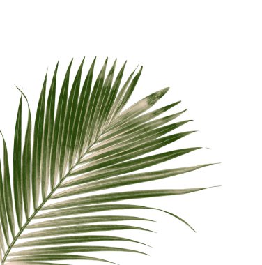 Beyaz arkaplanda izole edilmiş yeşil palmiye yaprakları