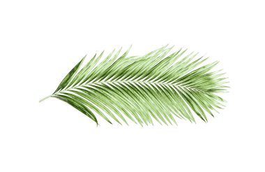 Beyaz arkaplanda izole edilmiş yeşil palmiye yaprakları