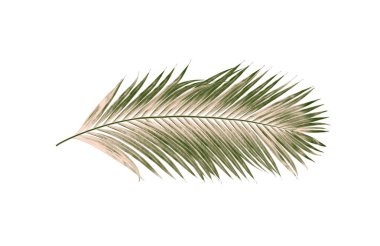 Beyaz arkaplanda izole edilmiş yeşil palmiye yaprakları