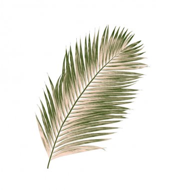 Beyaz arkaplanda izole edilmiş yeşil palmiye yaprakları