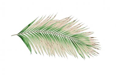 Beyaz arkaplanda izole edilmiş yeşil palmiye yaprakları
