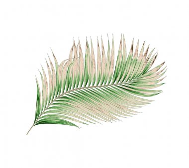 Beyaz arkaplanda izole edilmiş yeşil palmiye yaprakları