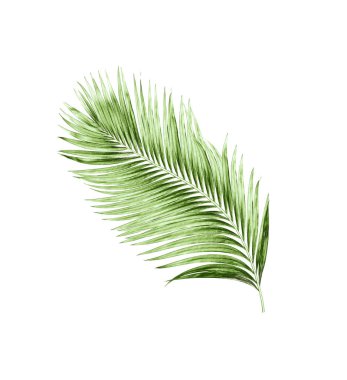 Beyaz arkaplanda izole edilmiş yeşil palmiye yaprakları