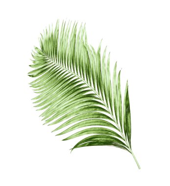 Beyaz arkaplanda izole edilmiş yeşil palmiye yaprakları