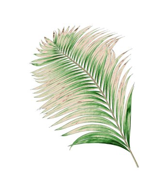 Beyaz arkaplanda izole edilmiş yeşil palmiye yaprakları