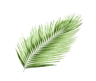 Beyaz arkaplanda izole edilmiş yeşil palmiye yaprakları