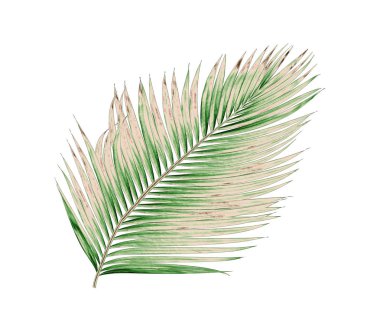Beyaz arkaplanda izole edilmiş yeşil palmiye yaprakları