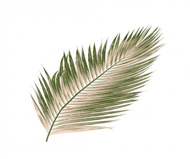 Beyaz arkaplanda izole edilmiş yeşil palmiye yaprakları