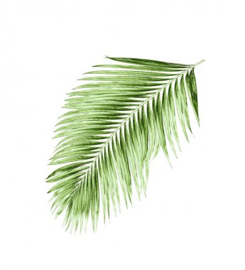 Beyaz arkaplanda izole edilmiş yeşil palmiye yaprakları