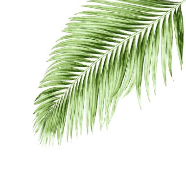 Beyaz arkaplanda izole edilmiş yeşil palmiye yaprakları