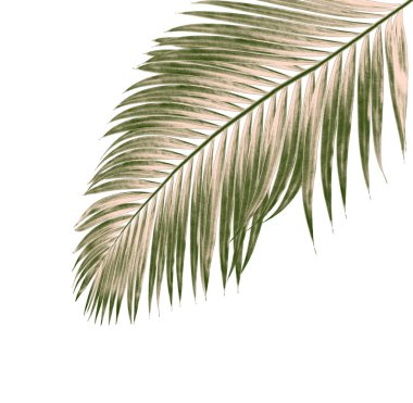 Beyaz arkaplanda izole edilmiş yeşil palmiye yaprakları